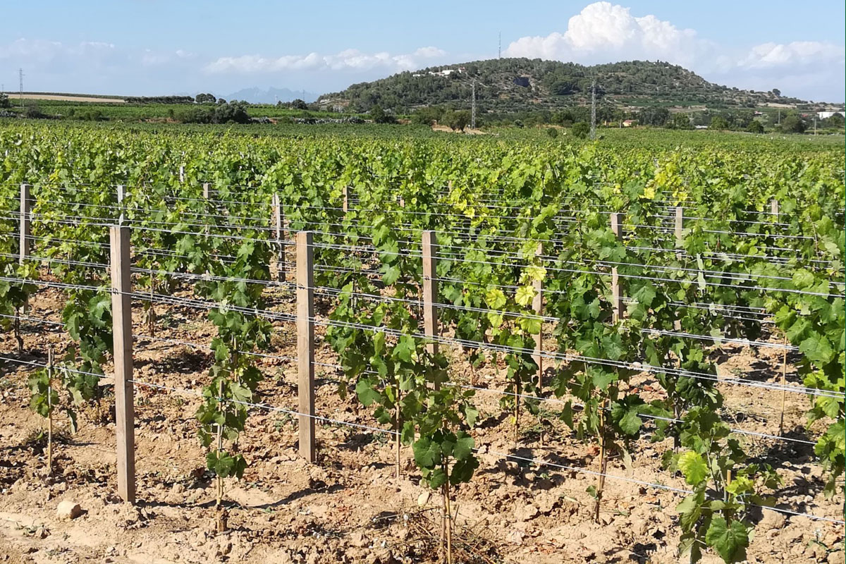 Estaques quadrades per vinya en fusta d'acàcia