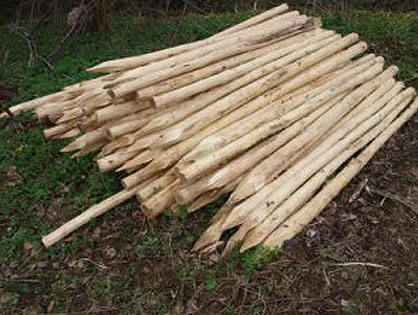 Pals de madera de Acàcia