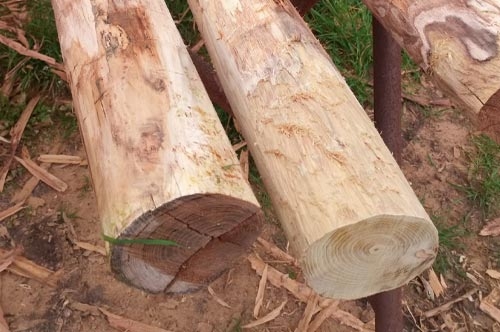 La madera de acacia o robinia
